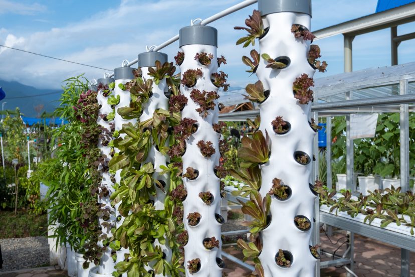 Hydroponic Vertical Farming