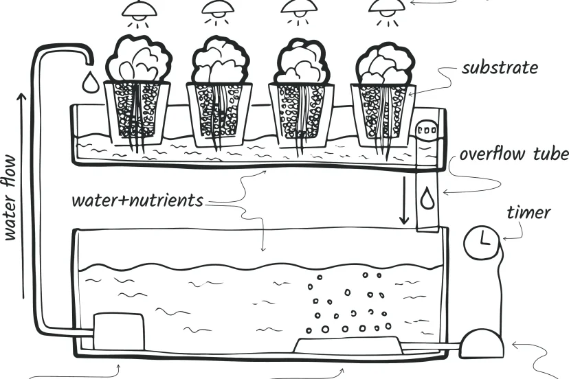 What is Ebb and Flow Hydroponics? - GardenTechie.com