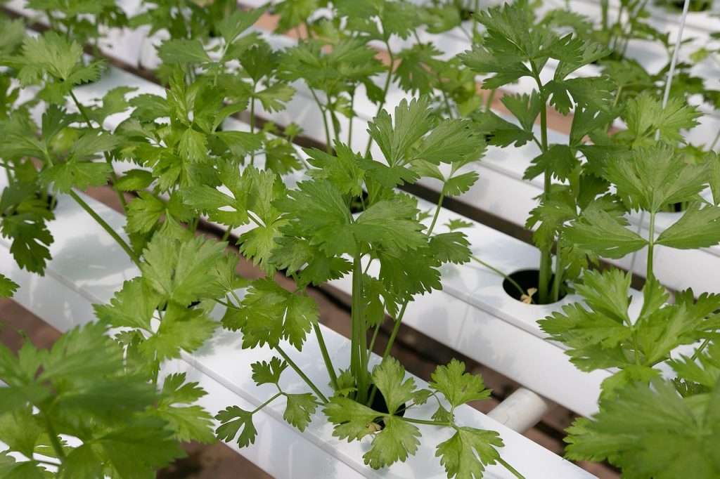 Revolutionizing Food Production with Hydroponic Agriculture