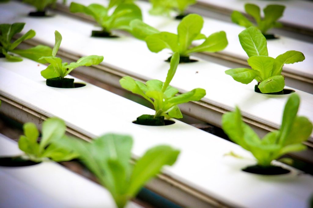 Revolutionizing Food Production with Hydroponic Agriculture