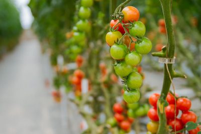 Hydroponic Tomatoes