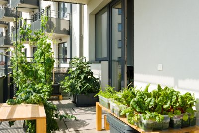 Hydroponics at home